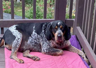 Woodrow The Big Dog Baby